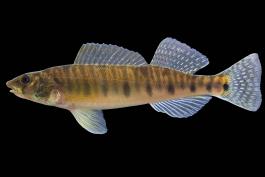 Logperch side view photo with black background