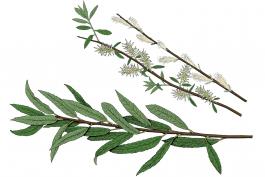 Illustration of meadow willow leaves, flowers, fruits.