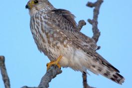 Photo of a merlin female or maybe an immature, perched on a branch