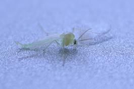 Photo of a green midge at rest, viewed from side