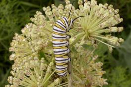 Photo of a monarch caterpillar eating prairie milkweed flowers