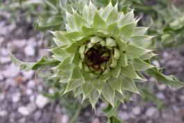 Photo of a musk thistle bud.