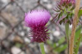 Photo of an immature musk thistle flower head.