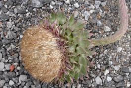 Photo of a mature musk thistle seed head laying on a pavement surface.