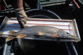 Northern pike sits on measuring board