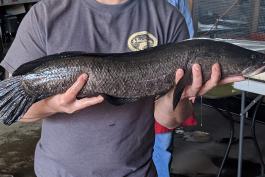 Photo of a person holding a northern snakehead horizontally in both hands