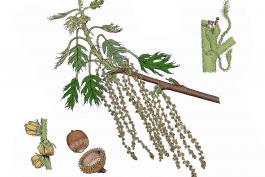 Illustration of oak flowers and catkins, male and female.