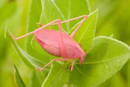 Pink katydid standing on a milkweed leaf