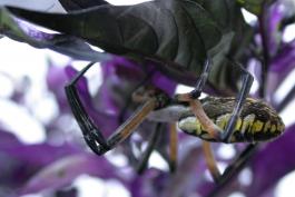 Photo of a skinny old black-and-yellow garden spider resting under a leaf
