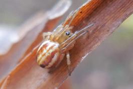 Photo of a female openfield orbweaver spider crouching on a plant stalk