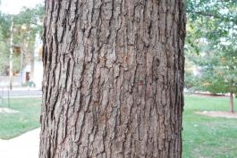 Photo of the trunk of an overcup oak tree showing bark