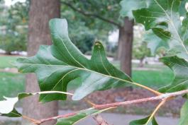 Photo of an overcup oak leaf on its twig.