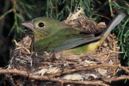 Photo of a female painted bunting sitting on her nest.