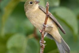 Photo of a female painted bunting perched on a twig.
