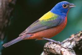 Photo of a male painted bunting, side view.