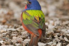 Photo of a male painted bunting, viewed from the back.