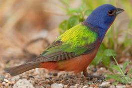 Photo of a male painted bunting standing on the ground.