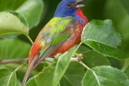 Photo of a male painted bunting, singing.