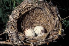 Photo of a painted bunting nest with three eggs.