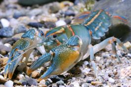 Photo of a painted devil crayfish standing on a sandy substrate