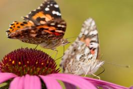 Photo of two painted lady butterflies taking nectar from a coneflower