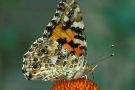 Photo of a painted lady on a coneflower central disk, side view, wings folded