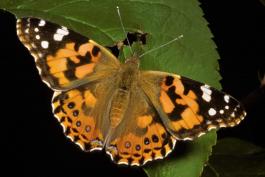 Photo of a painted lady butterfly, wings spread, viewed from above