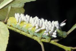Photo of a pawpaw sphinx caterpillar with several white, silken braconid cocoons on its back and sides.
