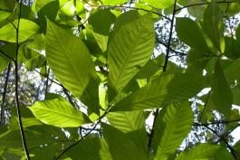 Photo of pawpaw leaves, looking up into the canopy.
