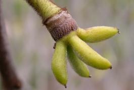 Photo of pawpaw pistils in early stage of growth.