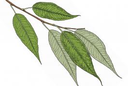 Illustration of peach-leaved willow leaves and stem.