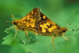 Photo of copulating pair of Peck's skippers
