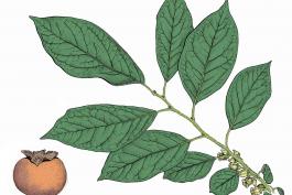 Illustration of persimmon leaves, branch, fruit.