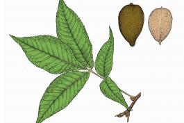 Illustration of pignut hickory leaf and fruits.