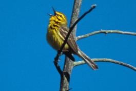 Photo of a prairie warbler, singing