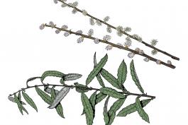 Illustration of prairie willow leaves, stems, flowers, fruits.