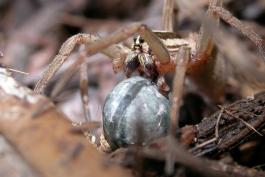 Closeup photo of female rabid wolf spider carrying egg case in her jaws
