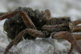 Closeup photo of wolf spider mother carrying young.