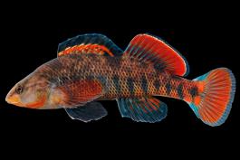 Rainbow darter male in spawning color, side view photo with black background