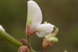 Sessile-leaved tick trefoil flower