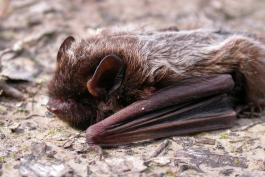 Photo of a silver-haired bat resting on the ground