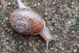 Land snail stretched out and crawling on a concrete surface