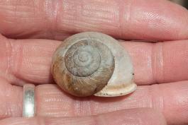 Empty land snail shell held in a person's hand