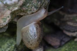 Land snail with semitransparent shell, with pulmonary vessels visible