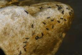 Dozens of snow midges on a rock in a creek, perched just above the water line