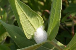 Photo of a spittlebug foam mass at the base of leaves of a prairie plant.