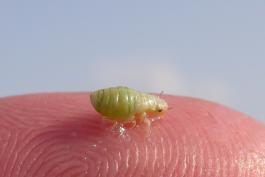 Photo of a meadow spittlebug nymph on a fingertip