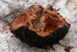 A fragment of a black walnut shell after a squirrel had chewed it open