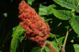 Staghorn sumac fruit clusters also showing fuzzy plant twigs
