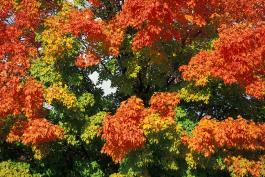 Sugar maple tree in fall, showing variety of colors on same tree